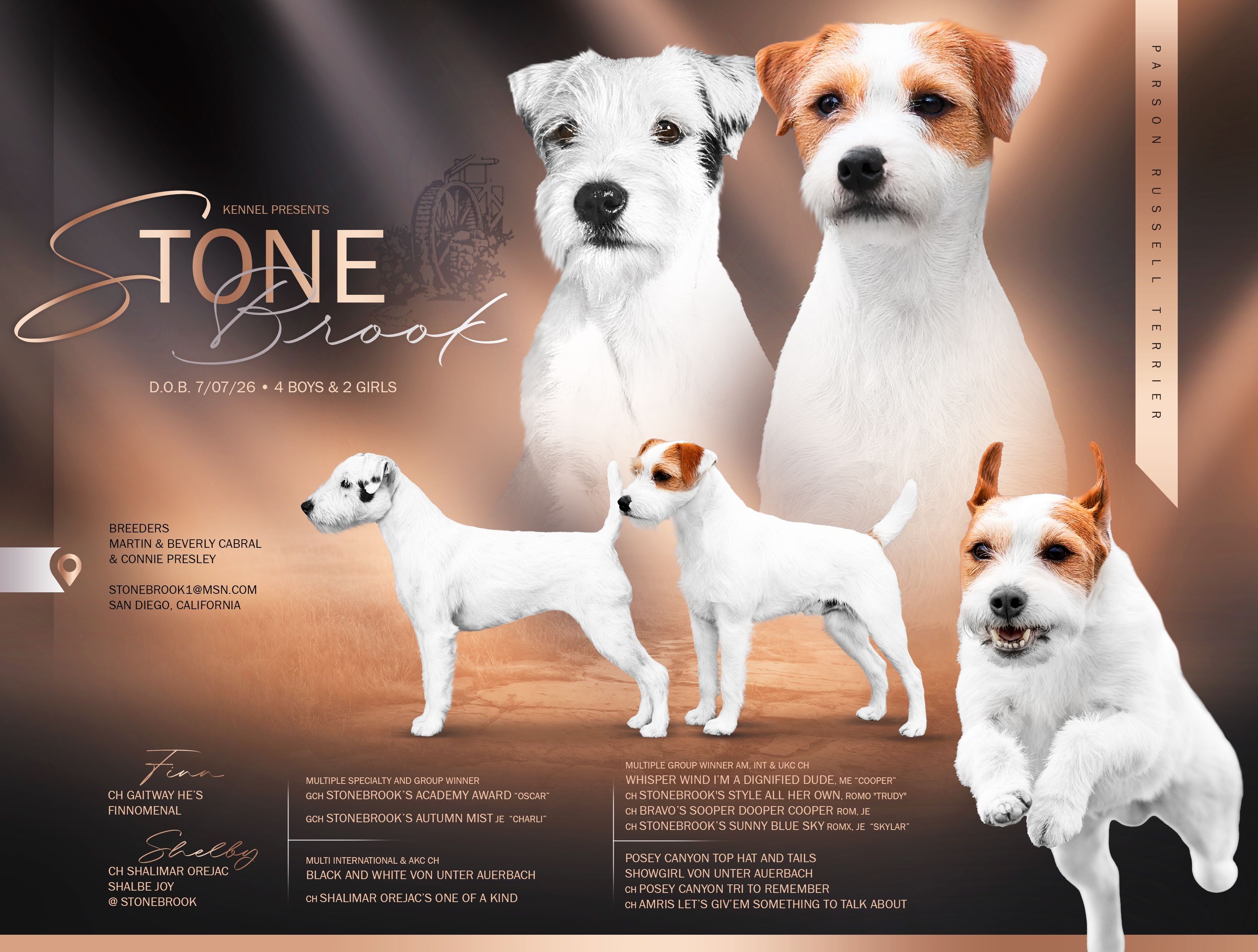 Parson Russell Terrier Liter Shelby x Finn